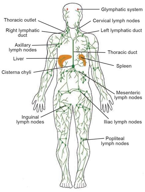 Manual Lymphatic Drainage In Toronto Body And Mind Osteopathic Clinic