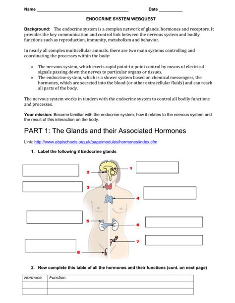 Functional Anatomy Of The Endocrine Glands Worksheet Anatomy Worksheets