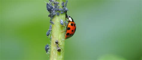 What Is Biological Pest Control Healthy Life Essex