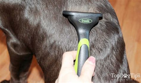 how do you get a dog to stop shedding