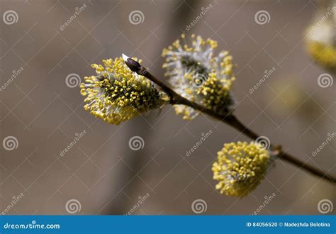 Pussy Willow In The Spring Stock Photo Image Of April