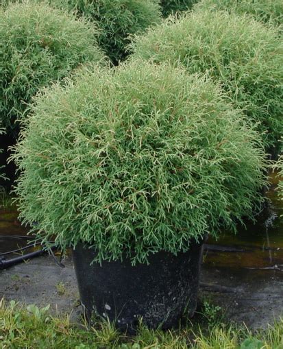 Туя западная `Мистер Боулинг Болл`, Thuja occidentalis `Mr Bowling Ball ...