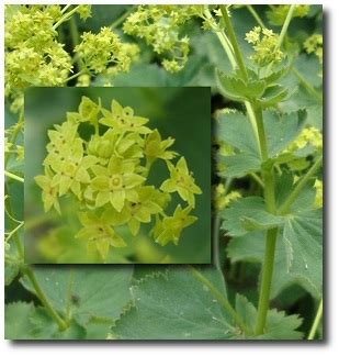 Lady's Mantle Flower Essence - Flower Essences | Flower Remedies | Tree Frog Farm