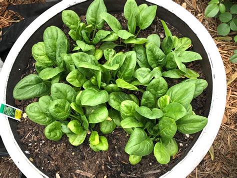 What Do Spinach Sprouts Look Like With Growth Stages