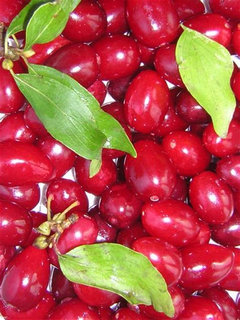 Cornelian Cherry - Only Foods