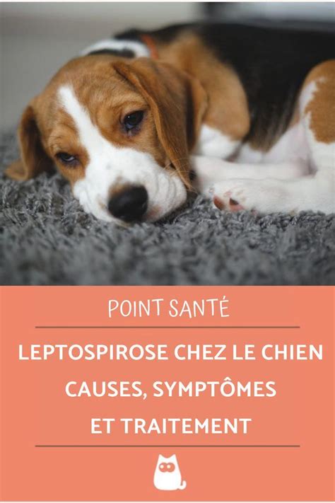 LEPTOSPIROSE chez le CHIEN CAUSES SYMPTÔMES et TRAITEMENT en 2024