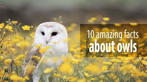 10 Amazing Facts About Owls Youtube