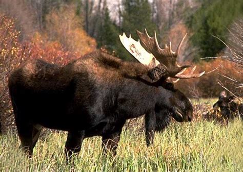 Mon Panache - La chasse aux gros gibiers du Québec | Forum