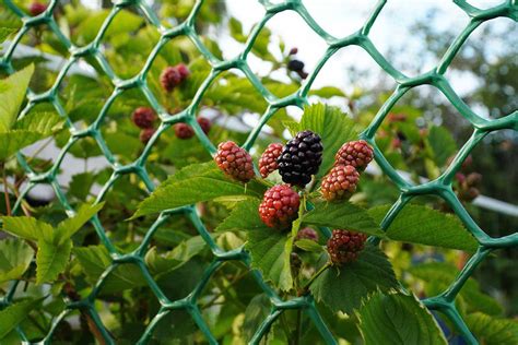 When And How To Winterize Blackberries Gardeners Path