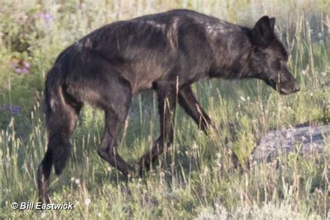 Yellowstone Wolf: Tracking the Packs