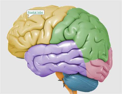 Frontal Lobe Brain Injury Types & Causes - Brain and Spinal Cord ...