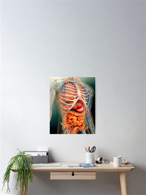 Perspective View Of Human Body Whole Organs And Bones Poster For