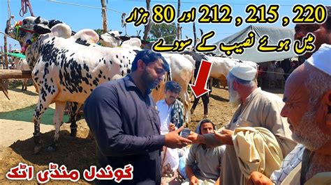 Naseeb K Sody Qurbani K Janwar Gondal Mandi Attock Update April