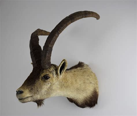 Taxidermy Head Mount Spanish Ibex Bespoke Taxidermy