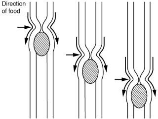 What Is The Difference Between Peristalsis And Segmentation Pediaa