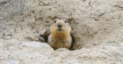 How Deep are Groundhog Holes: Unearthing Facts!