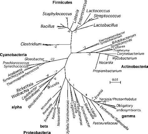 Unrooted Phylogenetic Tree Of The Species Analyzed In This Study The