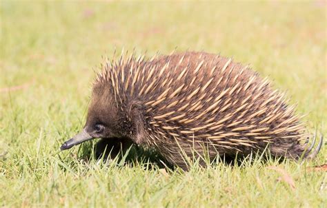 Картинки ехидны (58 фото) - 58 фото