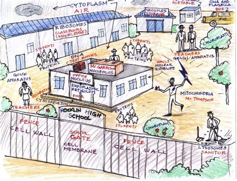 Cell City Project And Cell Analogy Project Howard S Lab Rats Cell