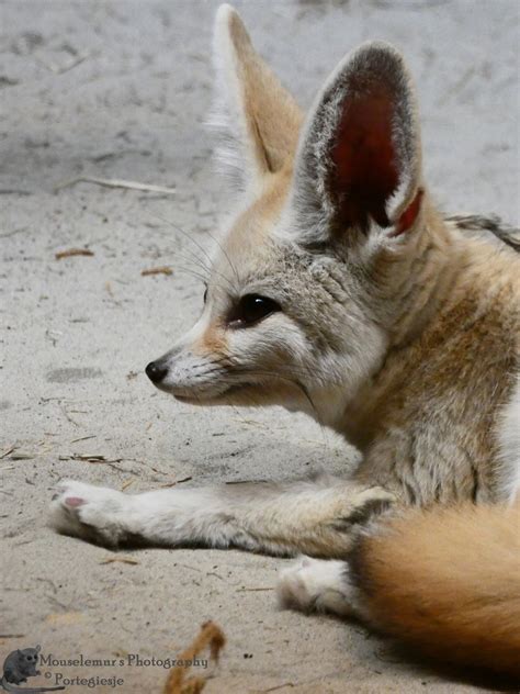Фенек :: fox :: Лиса :: Mouselemur :: photo :: :: Mouselemur :: фото ...