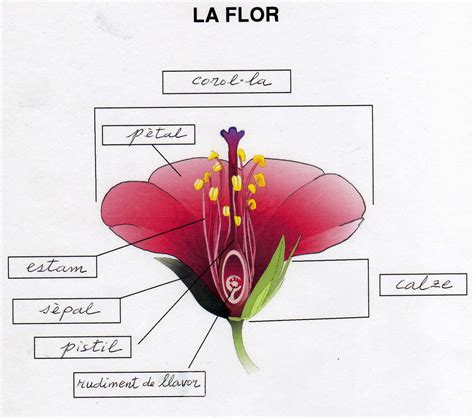 HI HA TRENQUES FERM LA REPRODUCCIÓ DE LES PLANTES