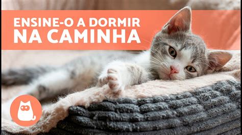 Como Ensinar Um Gato A Dormir Na Caminha Dicas Youtube