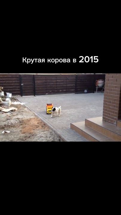 Крутая корова в 2015 пожалуйста подпишитесь и поставьте лайк #dog - YouTube