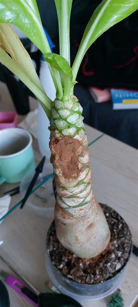 So two emergency surgeries didn't help : r/Caudex