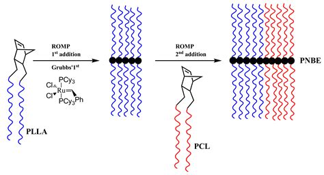 Polymers Free Full Text Macromolecular Brushes Based On Poly L