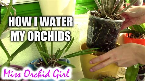 How I Water My Orchid Collection My New Safer Watering Routine Youtube