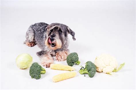 ¿los Perros Pueden Comer Brócoli Y Coliflor Beneficios Y Recomendaciones