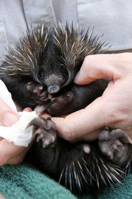 Baby Echidna, part 2 | Others