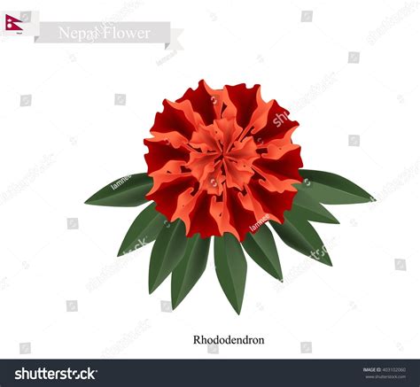 1,366 National Flower Of Nepal Images, Stock Photos & Vectors ...