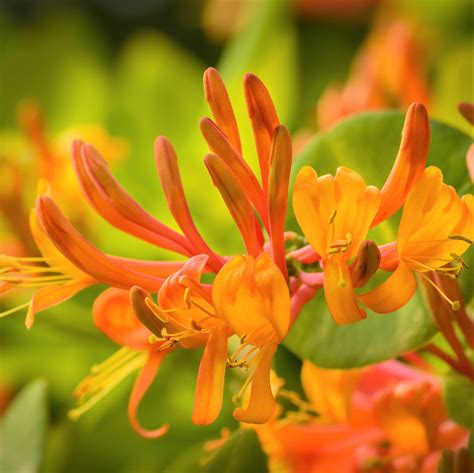 Fast-Growing Starter Plant For Sale | Honeysuckle (Lonicera) – Easy To