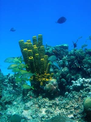 Plants in a Coral Reef | Sciencing