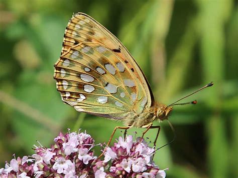 Großer Perlmutterfalter Argynnis Speyeria Mesoacidalia aglaja Dark