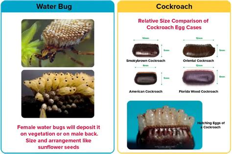 Water Bug vs. Roach [15 Differences] | APB