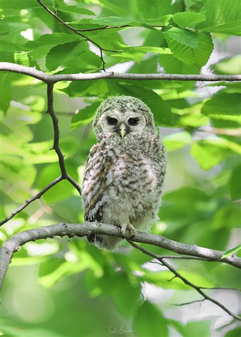 Chouette Ray E Barred Owl Sandra Bourgeois Flickr