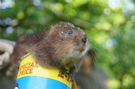 Wroxall Stream Water Voles