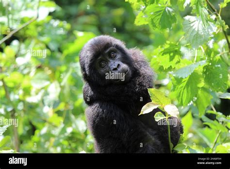 Baby Mountain Gorilla Gorilla Beringei Beringei Bwindi Nationalpark