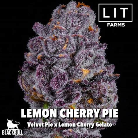 Lemon Cherry Pie LIT Farms Seeds BlackBuffalo Seed Bank