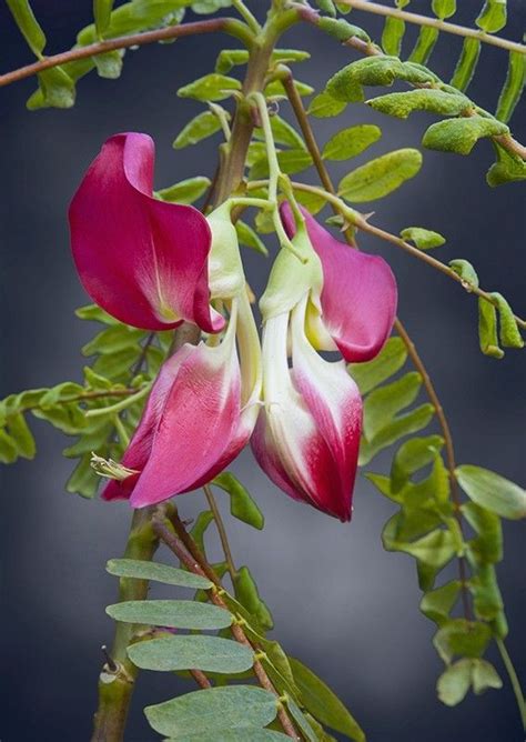 Сесбания крупноцветковая меконг выращивание из семян - фото