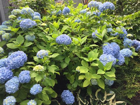 Blue Hydrangeas | The Common