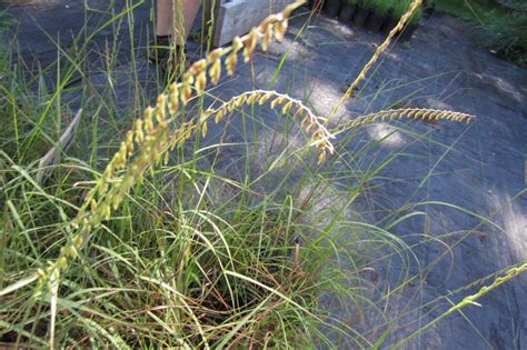 Side Oats Grama Bouteloua Curtipendula Keystone Flora