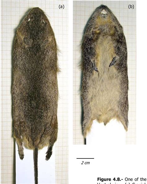Figure 42 - The Abune Yosef Massif: Birds and Mammals of a