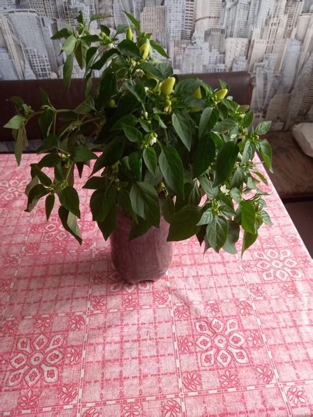 Комнатный, съедобный, декоративный перец укорененные растения, уже с ...
