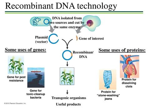 PPT - Reproductive cloning PowerPoint Presentation, free download - ID:1607138