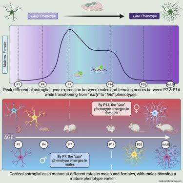 Sex Differences In Developmental Patterns Of Neocortical Astroglia A Mouse Translatome Database