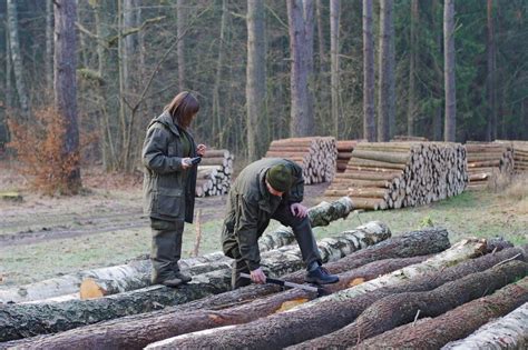 Nowe Zasady Sprzeda Y Drewna Stabilizuj Ceny I Ograniczaj Wyw Z