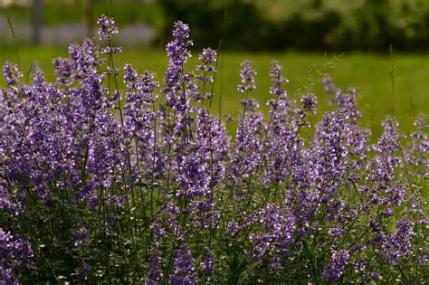 Catmint vs. Russian Sage: What's the Difference? - A-Z Animals